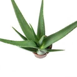 Aloe Vera 38 Aloe Vera -Plant potted plants Aloe vera Leaves