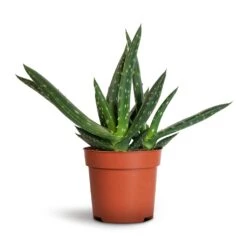 Aloe Vera Paradisicum - Jurassic Dino -Plant potted plants Aloe vera Paradisicum 10.5x20cm 1