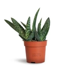 Aloe Vera Paradisicum - Jurassic Dino -Plant potted plants Aloe vera Paradisicum 10.5x20cm 2