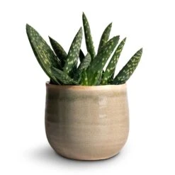 Aloe Vera Paradisicum - Jurassic Dino -Plant potted plants Aloe vera Paradisicum 10.5x20cm Iris Plant Pot Mint 14x12cm