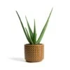 Aloe Vera -Plant potted plants Aloe vera Thies Plant Pot Mustard