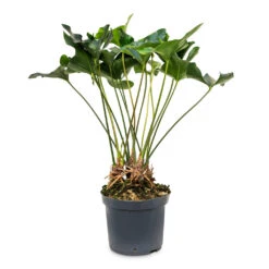 Anthurium Arrow -Plant potted plants Anthurium Arrow 30x90cm