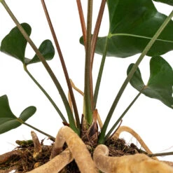 Anthurium Arrow -Plant potted plants Anthurium Arrow Flamingo Flower DETAIL 2