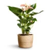 Anthurium - Flamingo Flower - Joli Peach -Plant potted plants Anthurium Flamingo Flower Joli Peach 12x40cm Maartje Plant Baskets Set of 5 Jute 2 18adb797 6fda 420f b435 cd5c894f28bb