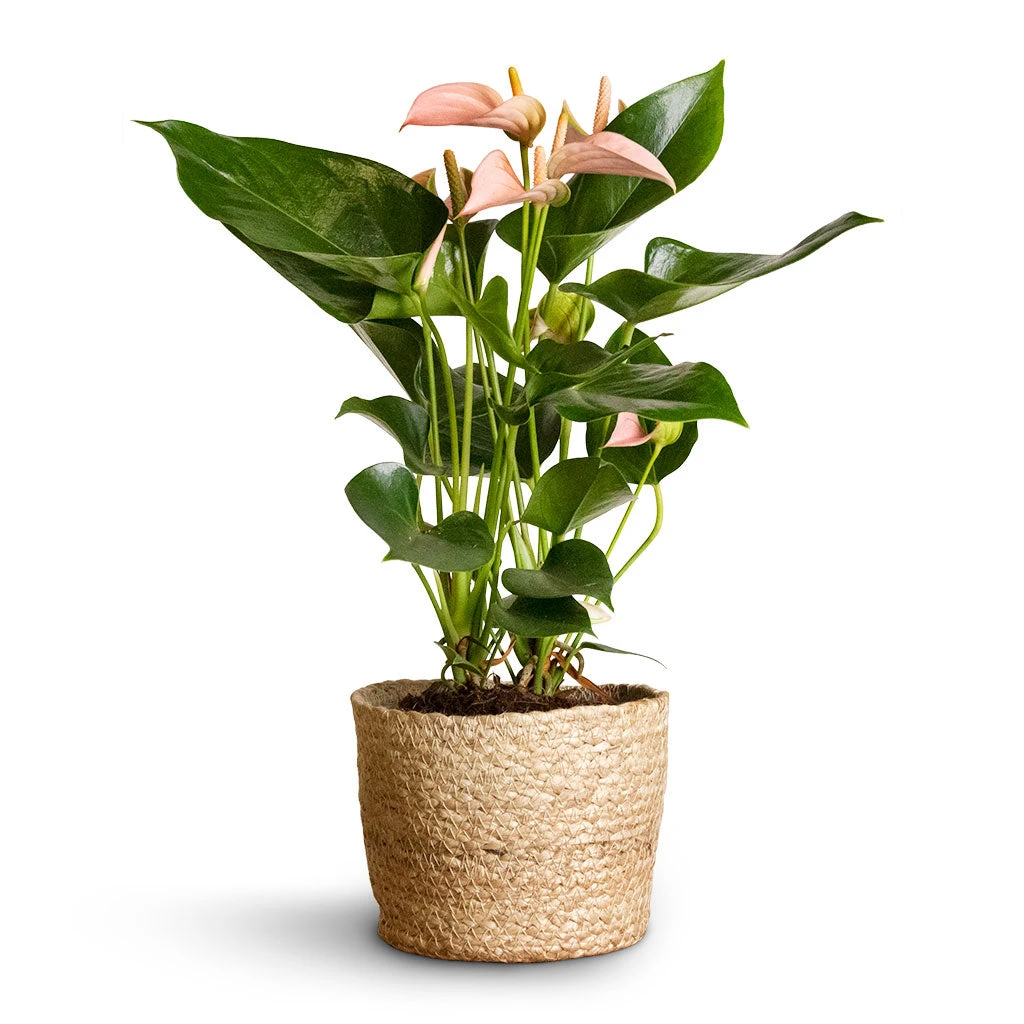 Anthurium - Flamingo Flower - Joli Peach 3 Anthurium - Flamingo Flower - Joli Peach