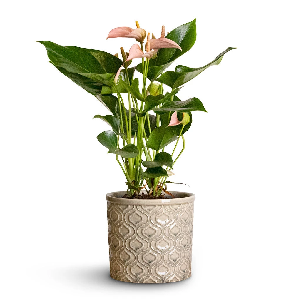 Anthurium - Flamingo Flower - Joli Peach 8 Anthurium - Flamingo Flower - Joli Peach - Image 6
