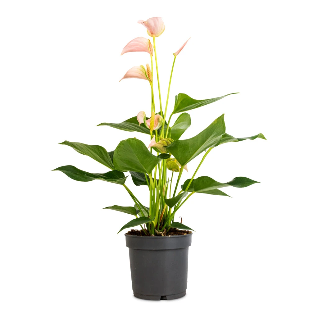 Anthurium - Flamingo Flower - Joli Peach 5 Anthurium - Flamingo Flower - Joli Peach - Image 3