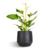Anthurium - Flamingo Flower - Joli Pulse 2 Anthurium - Flamingo Flower - Joli Pulse -Plant potted plants Anthurium Flamingo Flower Joli Pulse 12x40cm Norell Plant Pot Black 18x16cm