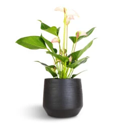 Norell Plant Pot - Black -Plant potted plants Anthurium Flamingo Flower Joli Pulse 12x40cm Norell Plant Pot Black 18x16cm 302a1dbb 1284 4af4 909b cb8e683c8ee2