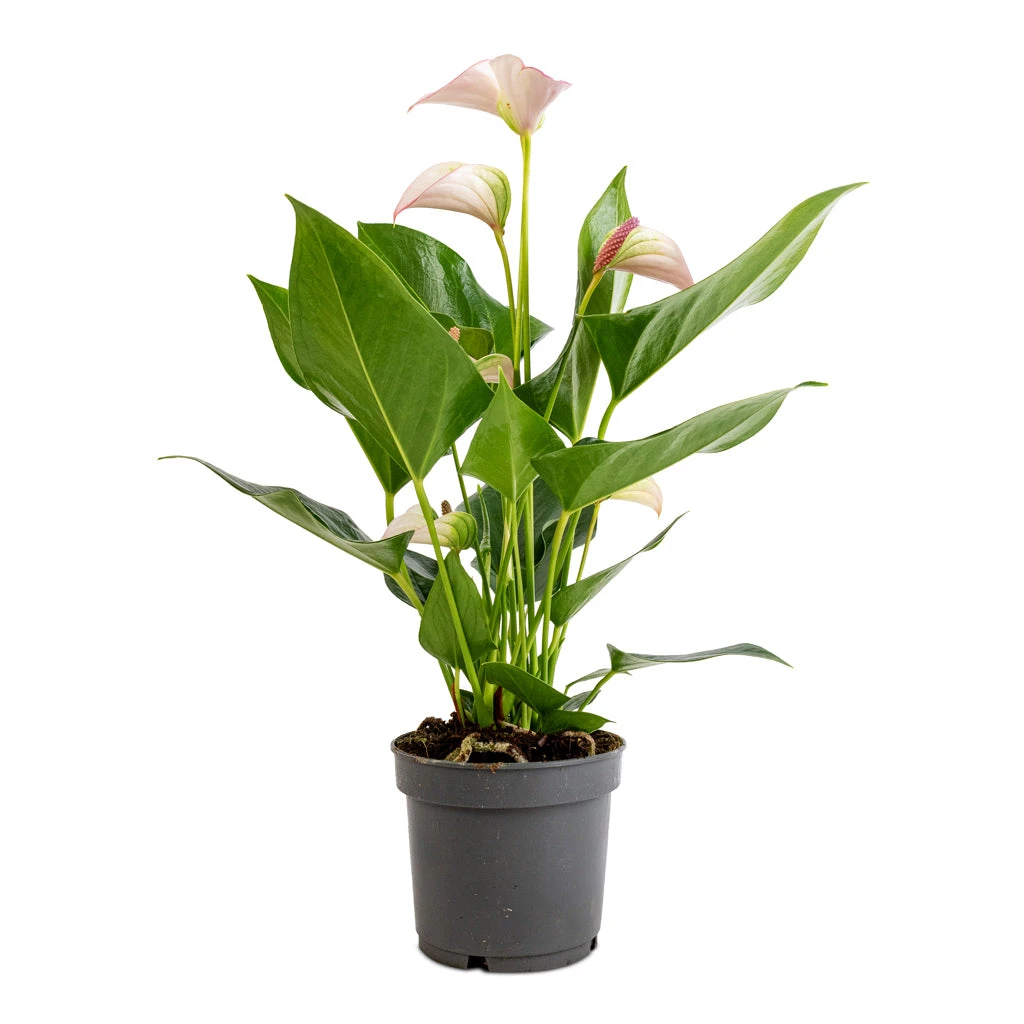 Anthurium - Flamingo Flower - Joli Pulse 5 Anthurium - Flamingo Flower - Joli Pulse - Image 3