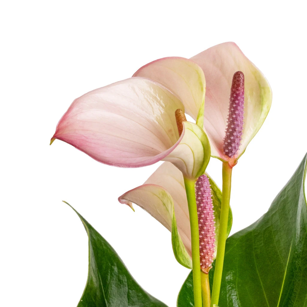 Anthurium - Flamingo Flower - Joli Pulse 4 Anthurium - Flamingo Flower - Joli Pulse - Image 2