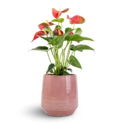 Anthurium - Flamingo Flower - Royal Red -Plant potted plants Anthurium Flamingo Flower Royal Red 12x40cm Remi Plant Pot Pink 18x19cm e76236e4 9847 4880 8468 efb0687f39dd