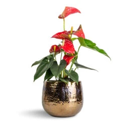 Anthurium - Flamingo Flower - Royal Red -Plant potted plants Anthurium Flamingo Flower Royal Red 12x40cm Yvette Plant Pot Gold 19x16cm