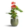 Anthurium - Flamingo Flower - Royal Red -Plant potted plants Anthurium Flamingo Flower Royal Red 12x40cm Zembla Plant Pot Green 15x13cm 290e1a1b 54f1 4f70 b12f a2e1a2fae8ce