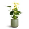 Anthurium - Flamingo Flower - Vanilla 1 Anthurium - Flamingo Flower - Vanilla -Plant potted plants Anthurium Flamingo Flower Vanilla 12x40cm Lisbon Plant Pot Sage 13x13cm