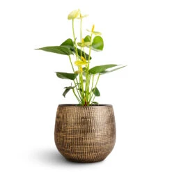 Anthurium - Flamingo Flower - Vanilla -Plant potted plants Anthurium Flamingo Flower Vanilla Ryan Plant Pot Shiny Gold 18x16cm 1