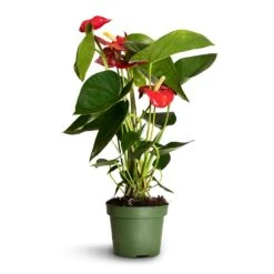 Anthurium - Flamingo Flower - Royal Red -Plant potted plants Anthurium Royal Champion 2