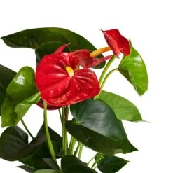 Anthurium - Flamingo Flower - Royal Red -Plant potted plants Anthurium Royal Champion Close Up