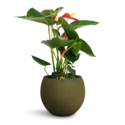 Anthurium - Flamingo Flower - Royal Red -Plant potted plants Anthurium Royal Champion Royal Red 12x40cm Dex Plant Pot Forrest 17x13cm