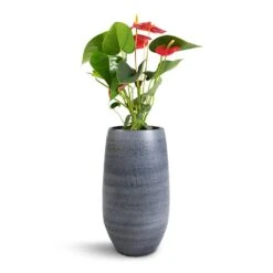 Anthurium - Flamingo Flower - Royal Red -Plant potted plants Anthurium Royal Champion Royal Red 12x40cm Esra Plant Vase Graphite 20x35cm 07256ab6 2047 4dca a974 9104e3476b64