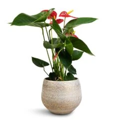 Anthurium - Flamingo Flower - Royal Red -Plant potted plants Anthurium Royal Champion Royal Red 12x40cm Noor Plant Pot Metallic Grey 16x13cm