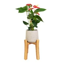 Patt Plant Pot - Tall Stand - Grey Washed -Plant potted plants Anthurium Royal Champion Royal Red 12x40cm Patt Plant Pot Tall Stand Grey Washed 23x34cm 85cd720c 37ab 41e7 bbf4 897eb461dab9