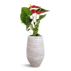 Ryan Plant Vase - White Black 10 Ryan Plant Vase - White Black -Plant potted plants Anthurium Royal Champion Royal Red 12x40cm Ryan Plant Vase White Black 18x30cm 1c1a092e 1550 462f 9134 bd4e41e10049