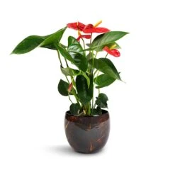 Anthurium - Flamingo Flower - Royal Red -Plant potted plants Anthurium Royal Champion Royal Red 12x40cm Vive Metal Plant Pots Set3 Lava smallest