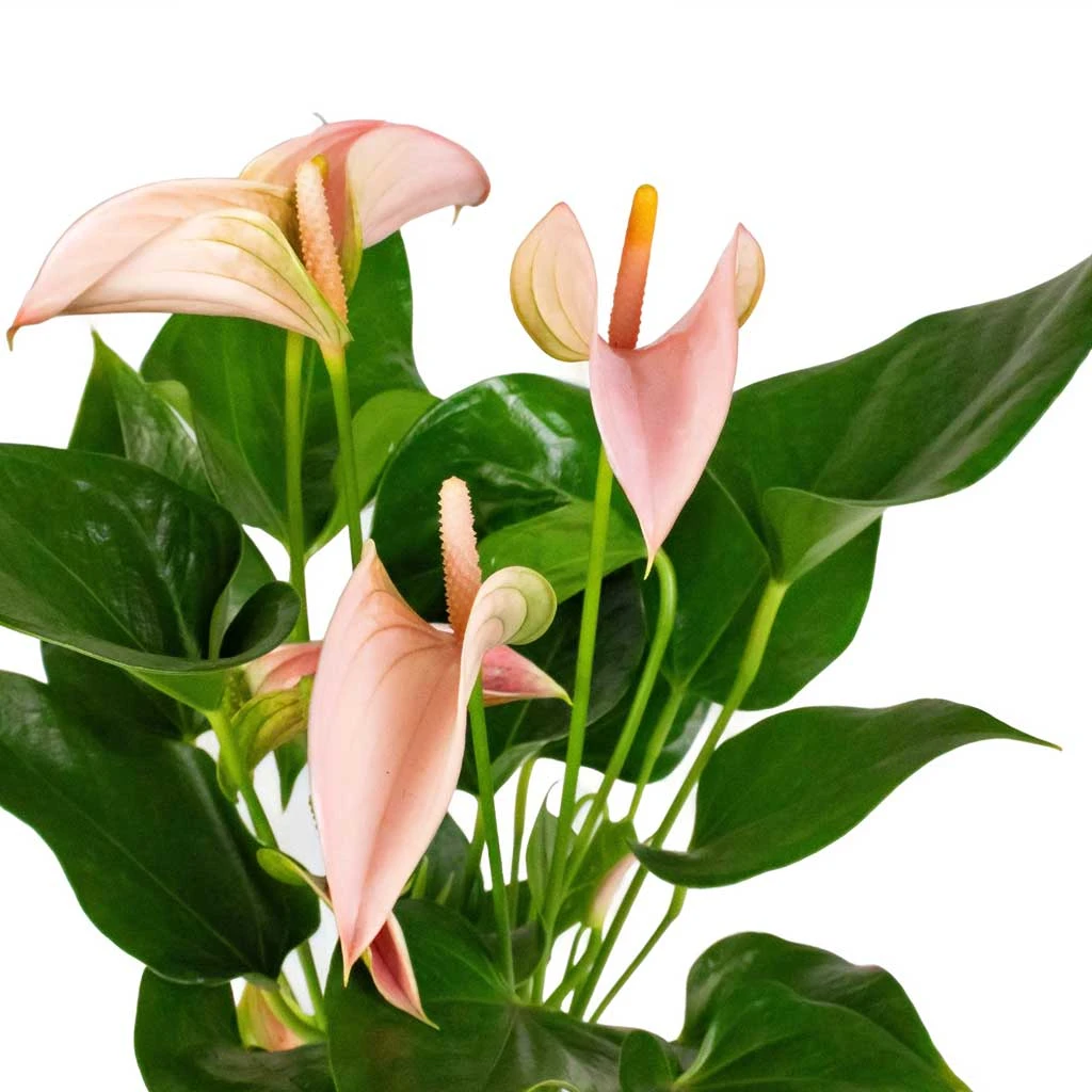 Anthurium - Flamingo Flower - Joli Peach 4 Anthurium - Flamingo Flower - Joli Peach - Image 2