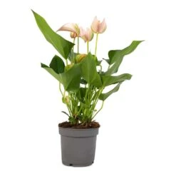 Anthurium - Flamingo Flower - Joli Peach 17 Anthurium - Flamingo Flower - Joli Peach -Plant potted plants Anthurium andraeanum Joli Peach