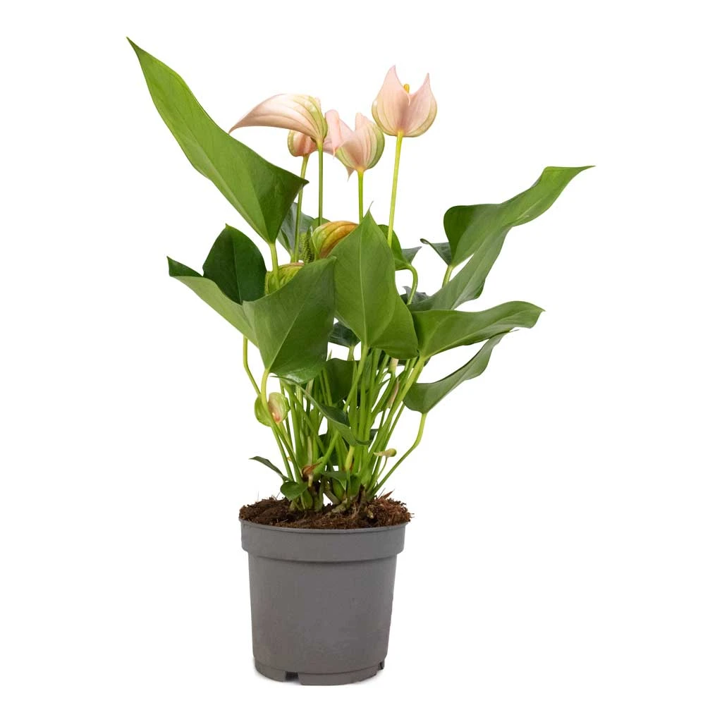 Anthurium - Flamingo Flower - Joli Peach 9 Anthurium - Flamingo Flower - Joli Peach - Image 7