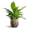 Anthurium Elipticum - Jungle Bush -Plant potted plants Anthurium elipticum Jungle Bush 24x60m Albero Plant Pot Cement 28x26cm 4b16f426 4013 4e82 9a90 47c39f5cf226