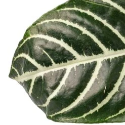 Aphelandra Squarrosa Botanica - Zebra Plant -Plant potted plants Aphelandra squarrosa Botanica Zebra Plant SWATCH 2