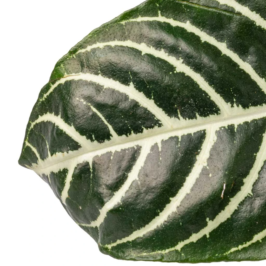 Aphelandra Squarrosa Botanica - Zebra Plant 6 Aphelandra Squarrosa Botanica - Zebra Plant - Image 4