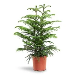 Araucaria Heterophylla - Norfolk Island Pine -Plant potted plants Araucaria Heterophylla Norfolk Island Pine 22x90cm