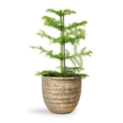 Araucaria Heterophylla - Norfolk Island Pine -Plant potted plants Araucaria heterophylla Norfolk Island Pine 14x45cm Cas Plant Pot Sahara 17x15cm