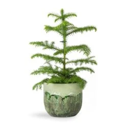 Araucaria Heterophylla - Norfolk Island Pine -Plant potted plants Araucaria heterophylla Norfolk Island Pine 14x45cm Moon Plant Pot Jungle 17x15cm