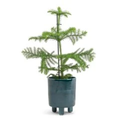 Pisa Plant Pot - Emerald -Plant potted plants Araucaria heterophylla Norfolk Island Pine 14x45cm Pisa Plant Pot Emerald 16x19cm