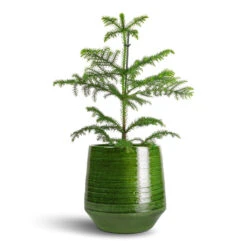 Araucaria Heterophylla - Norfolk Island Pine -Plant potted plants Araucaria heterophylla Norfolk Island Pine 14x45cm Remi Plant Pot Green 23x25cm