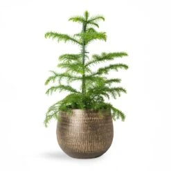Araucaria Heterophylla - Norfolk Island Pine -Plant potted plants Araucaria heterophylla Norfolk Island Pine 14x45cm Ryan Plant Pot Shiny Gold 18x16cm 2