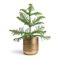 Solis Embossed Plant Pot - Gold 14 Solis Embossed Plant Pot - Gold -Plant potted plants Araucaria heterophylla Norfolk Island Pine 14x45cm Solis Embossed Plant Pot Gold 18x18cm c60d590a fbe8 4622 b442 f6cb17eca204