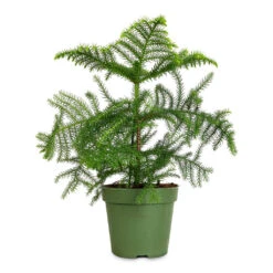 Araucaria Heterophylla - Norfolk Island Pine -Plant potted plants Araucaria heterophylla Norfolk Island Pine 17x50cm