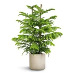 Araucaria Heterophylla - Norfolk Island Pine -Plant potted plants Araucaria heterophylla Norfolk Island Pine 22x90cm Charlie Plant Pot Grey Washed 25x24cm