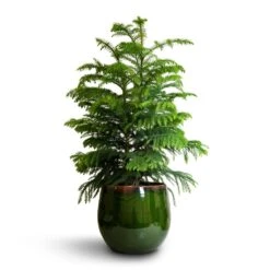 Araucaria Heterophylla - Norfolk Island Pine -Plant potted plants Araucaria heterophylla Norfolk Island Pine 22x90cm Charlotte Plant Pot Green 29x25cm