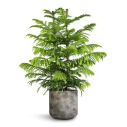 Araucaria Heterophylla - Norfolk Island Pine -Plant potted plants Araucaria heterophylla Norfolk Island Pine 22x90cm Saar Plant Pot Earth Cement 26x25cm