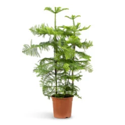Araucaria Heterophylla - Norfolk Island Pine -Plant potted plants Araucaria heterophylla Norfolk Island Pine 27x100cm