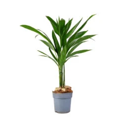 Areca Catechu - Betel Nut Palm -Plant potted plants Areca catechu Betel Nut Palm 12x50cm