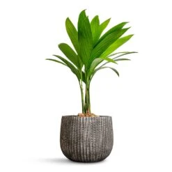 Areca Catechu - Betel Nut Palm -Plant potted plants Areca catechu Betel Nut Palm 12x50cm Feico Plant Pot Metal Black 19x14cm