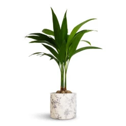 Areca Catechu - Betel Nut Palm -Plant potted plants Areca catechu Betel Nut Palm 12x50cm Lazzaro Plant Pot Vintage Bird 15x13cm 8185bed8 dbf2 44a6 bc3e 0452d5fab012