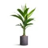 Areca Catechu - Betel Nut Palm -Plant potted plants Areca catechu Betel Nut Palm 12x50cm Puk Plant Pot Black Washed 15x15cm